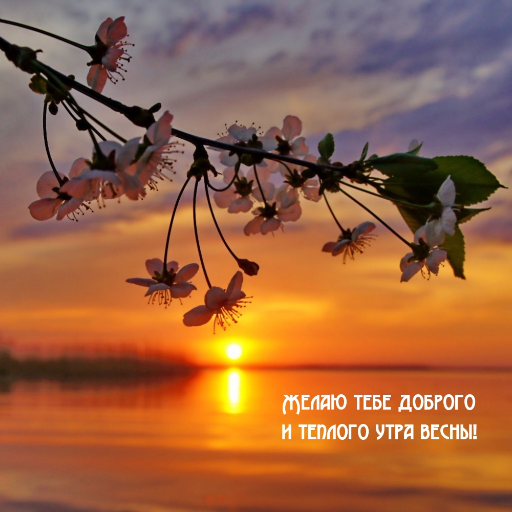 Желаю тебе доброго и теплого утра весны!