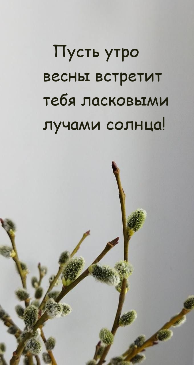 Пусть утро весны встретит тебя ласковыми лучами солнца!