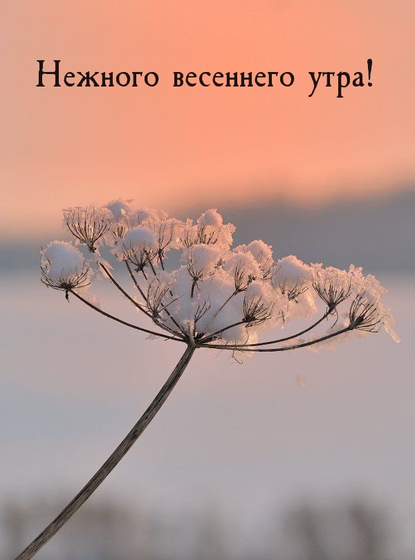 Нежного весеннего утра!