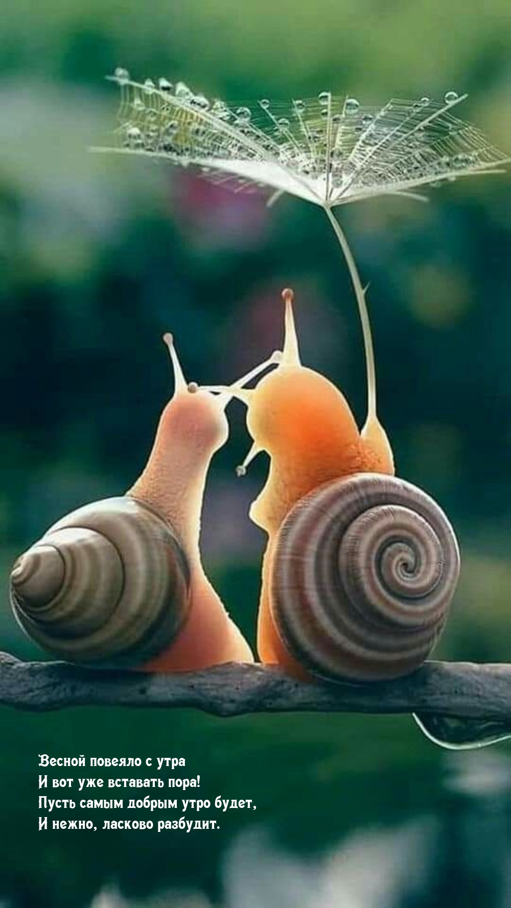 Весной повеяло с утра и вот уже вставать пора!