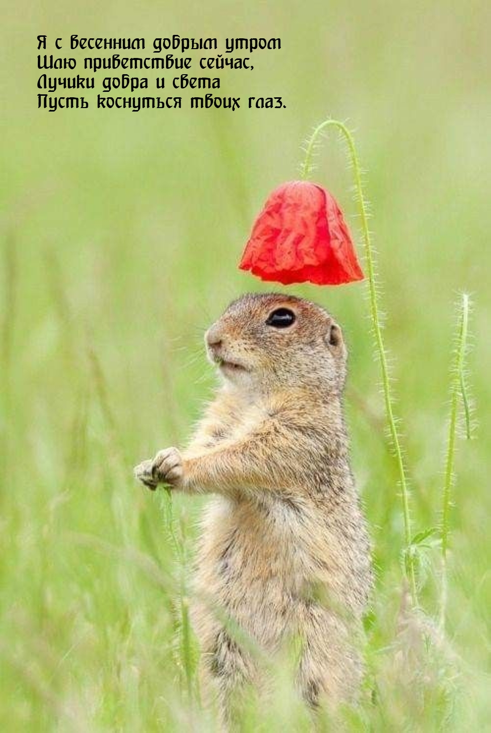 Я с весенним добрым утром шлю приветствие сейчас