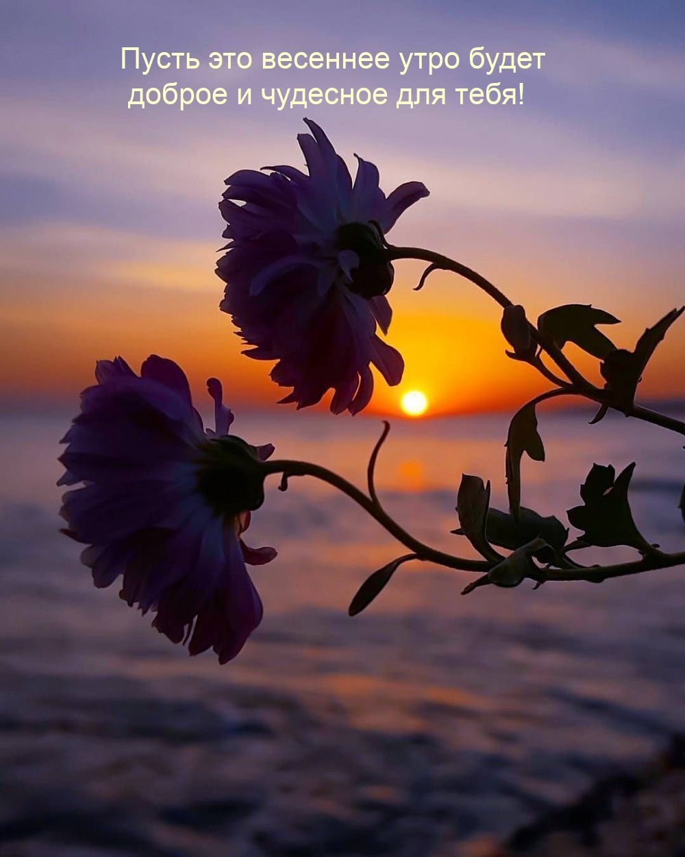 Пусть это весеннее утро будет доброе и чудесное для тебя!