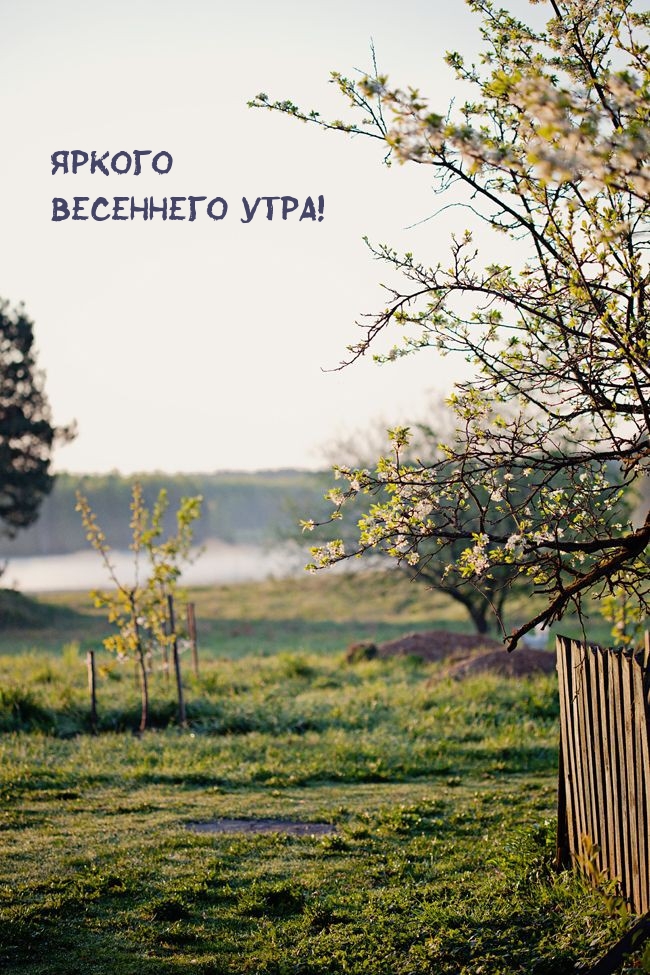 Яркого весеннего утра!