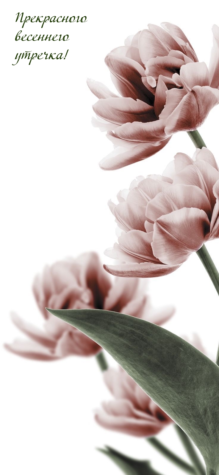 Прекрасного весеннего утречка!