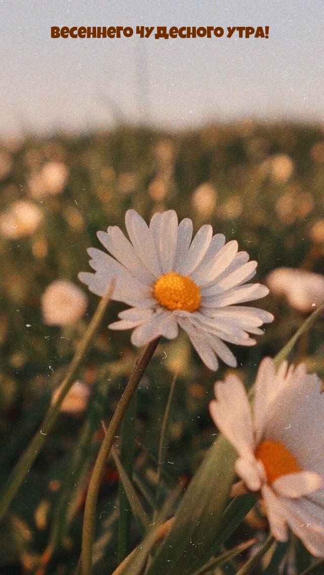 Весеннего чудесного утра!
