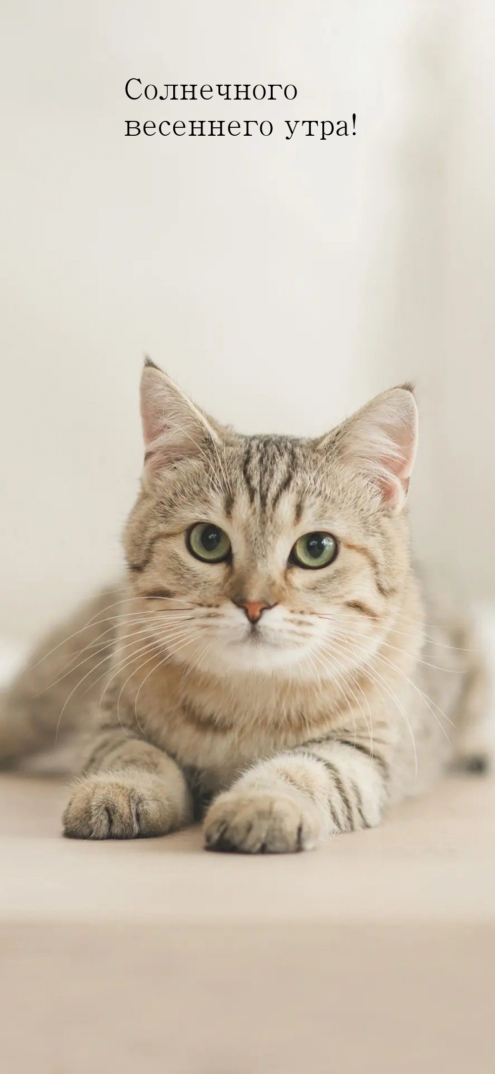 Солнечного весеннего утра!