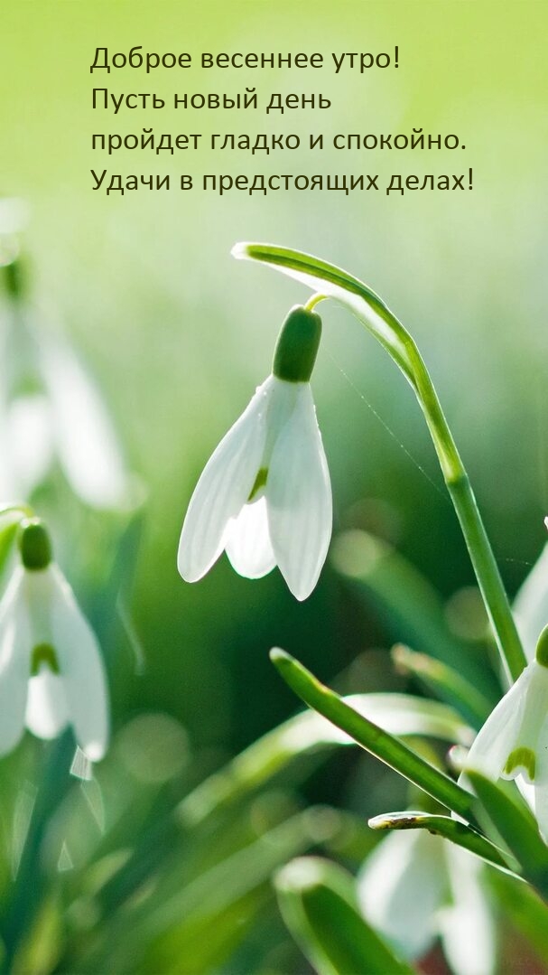 Доброе весеннее утро! Пусть новый день пройдет гладко и спокойно