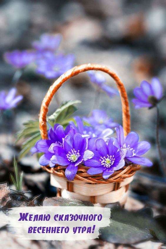 Желаю сказочного весеннего утра!