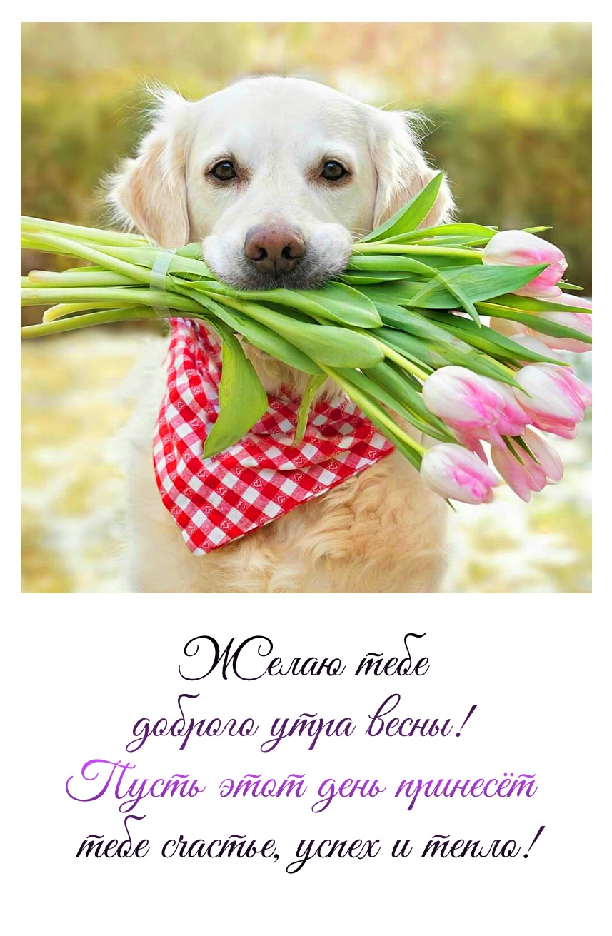 Желаю тебе доброго утра весны! Пусть этот день принесёт счастье