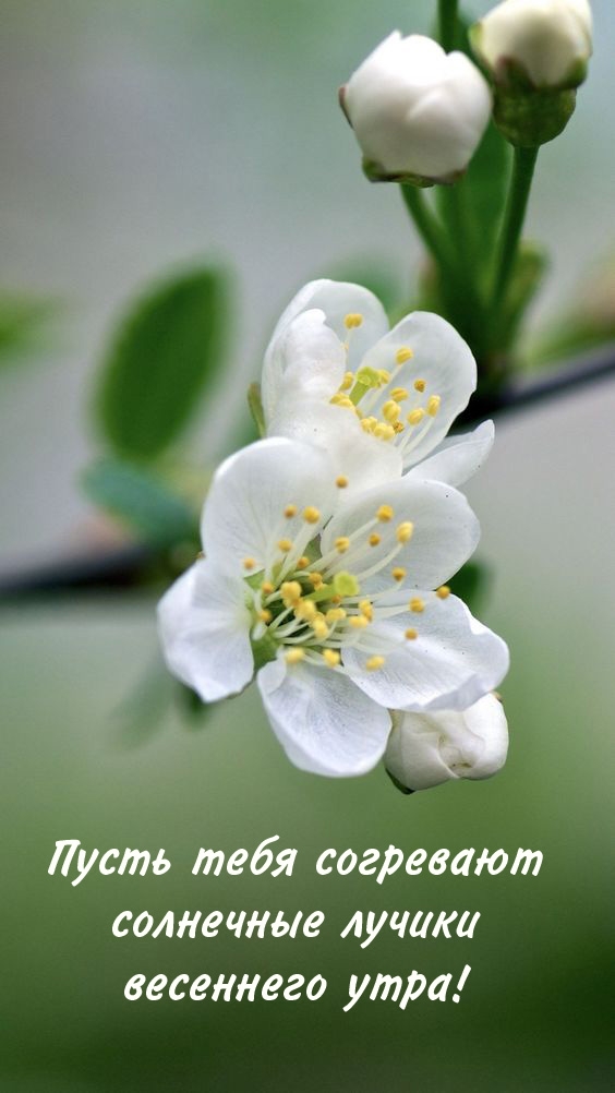 Пусть тебя согревают солнечные лучики весеннего утра! 