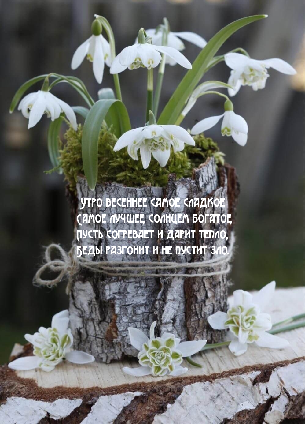 Утро весеннее самое сладкое самое лучшее, солнцем богатое
