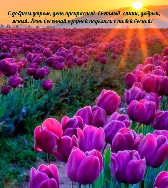 С добрым утром, день прекрасный. Светлый, синий, добрый