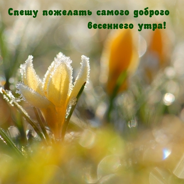 Спешу пожелать самого доброго весеннего утра!
