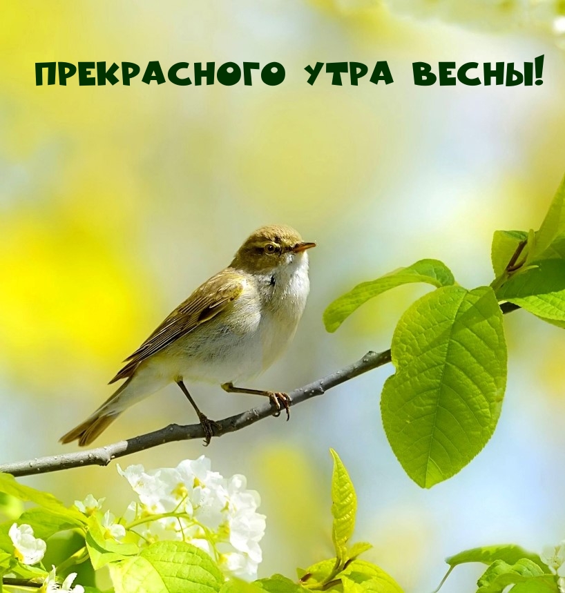 Прекрасного утра весны!
