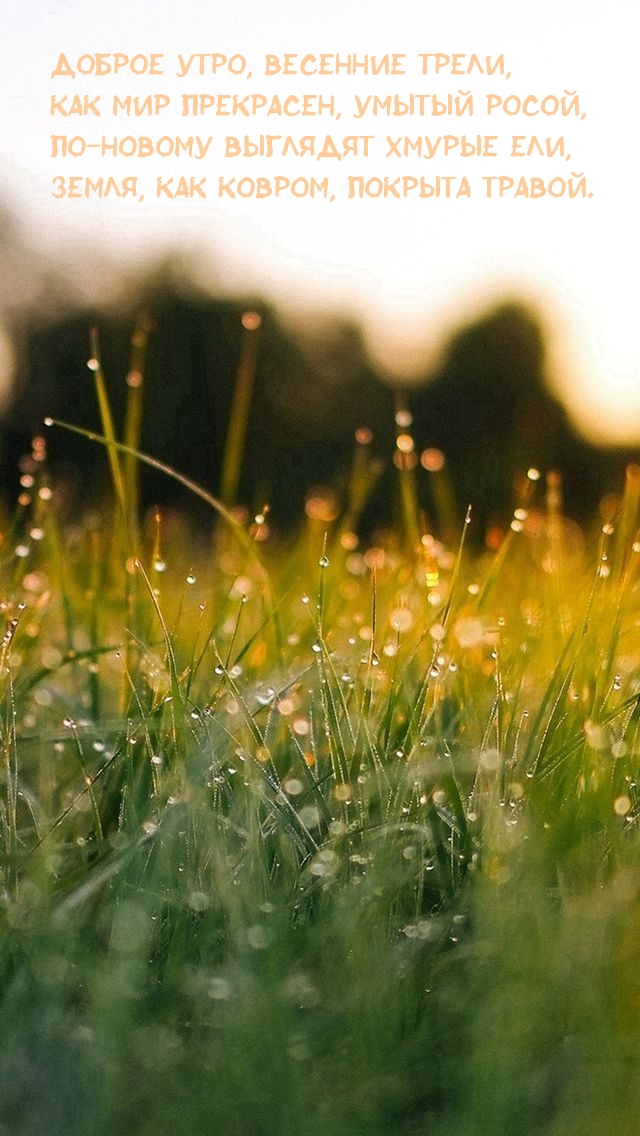 Доброе утро, весенние трели, как мир прекрасен, умытый росой