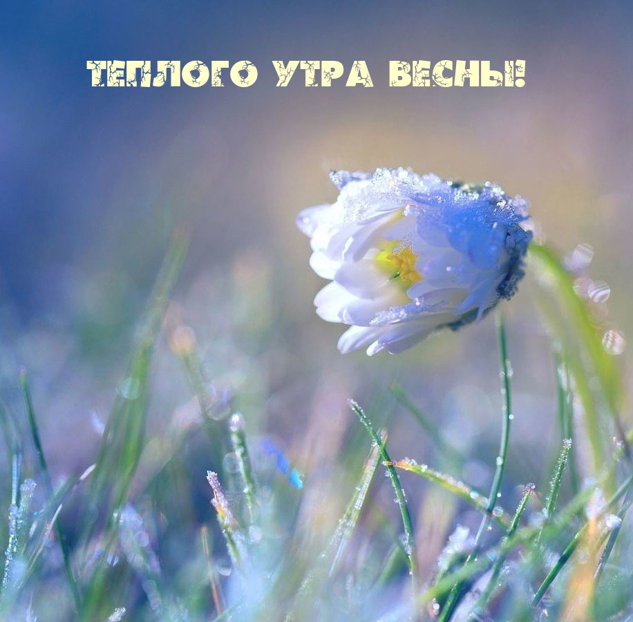 Теплого утра весны!