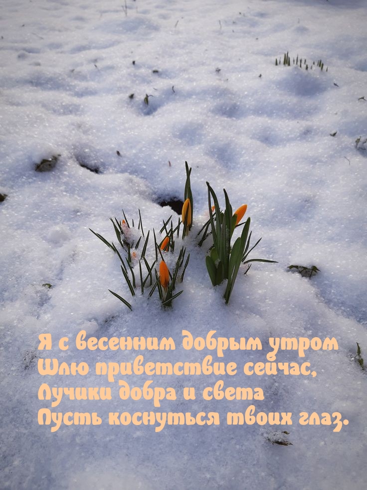 Я с весенним добрым утром шлю приветствие сейчас