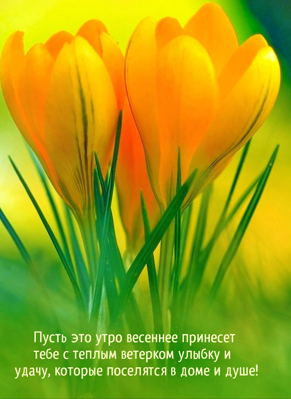 Пусть это утро весеннее принесет тебе с теплым ветерком улыбку