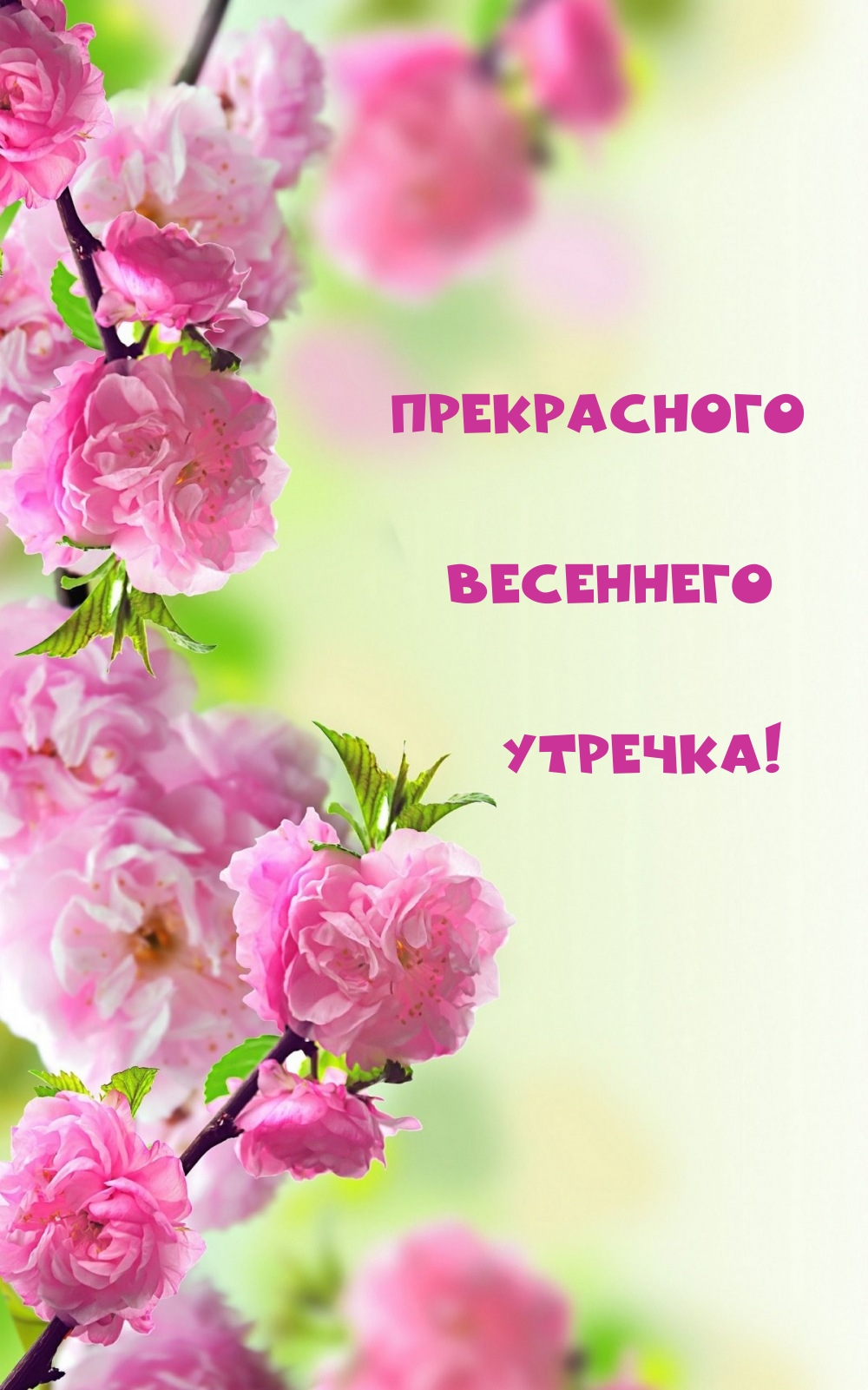 Прекрасного весеннего утречка!