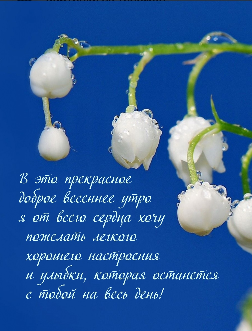 В это весеннее утро я от всего сердца хочу пожелать хорошего настроения