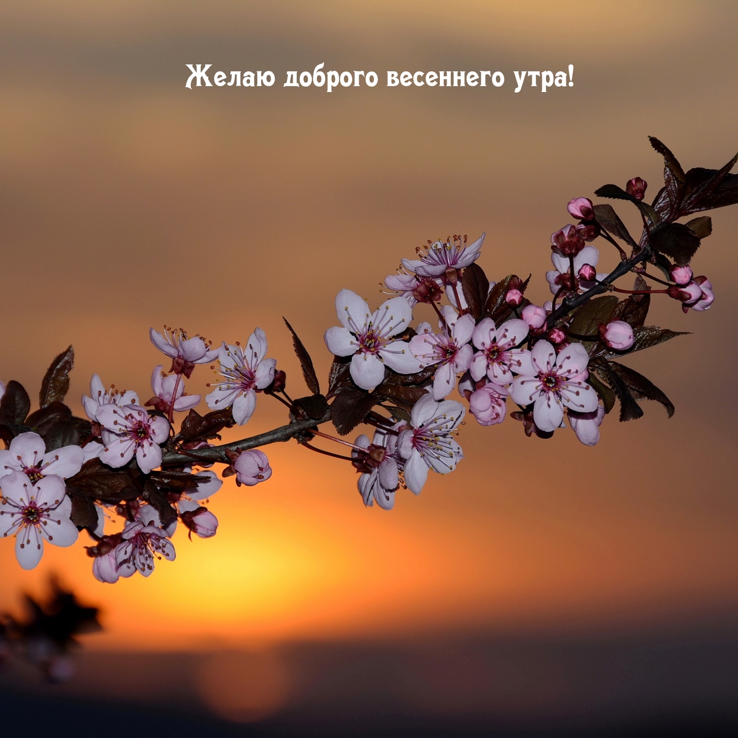 Желаю доброго весеннего утра!